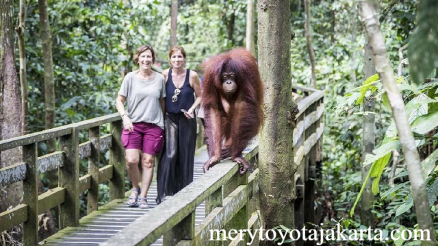 Pesona Wisata Melihat Orangutan Borneo